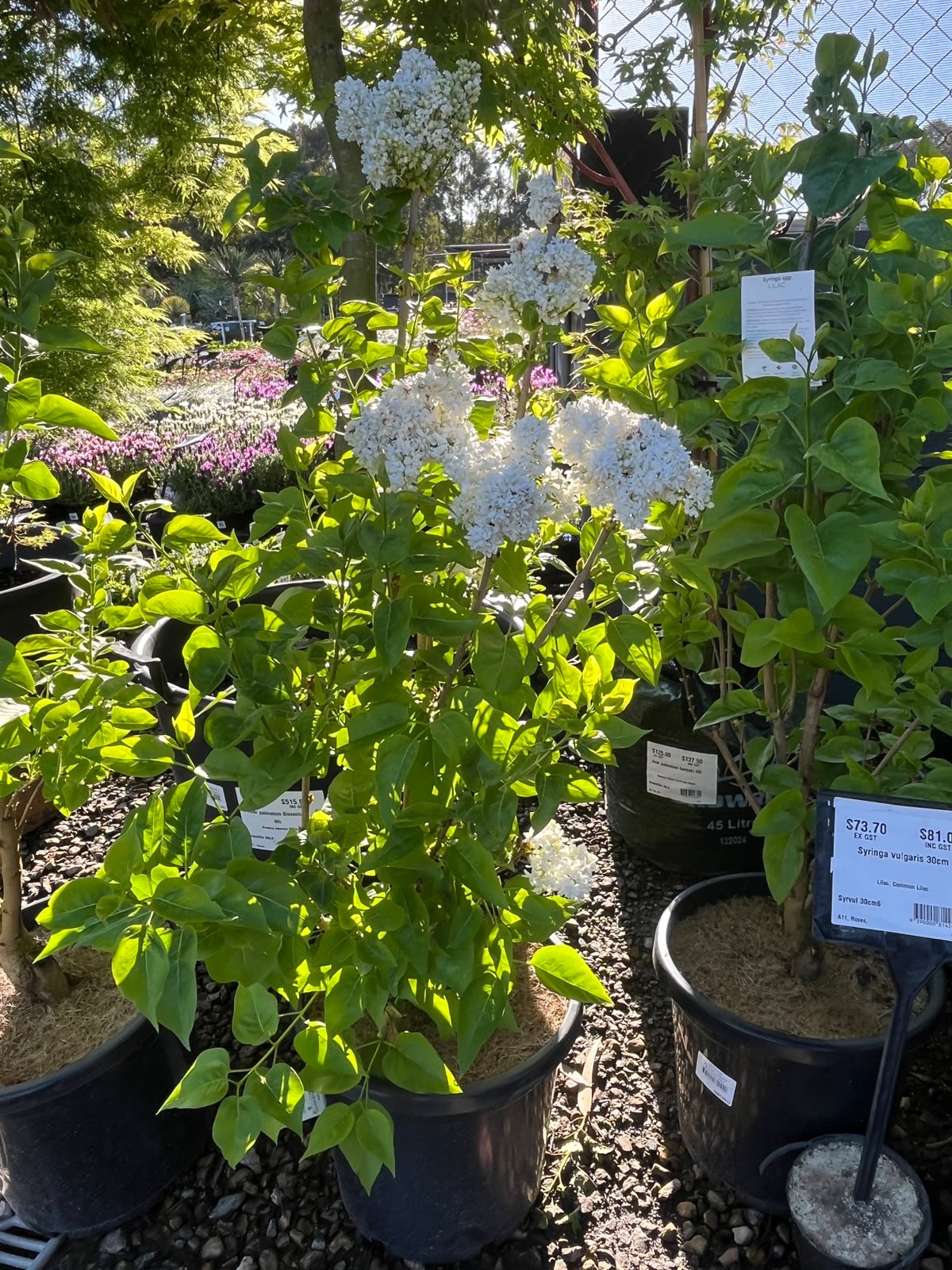 PL0095 Lilac, Common Lilac, Syringa vulgaris, 丁香, 30 cm Pot