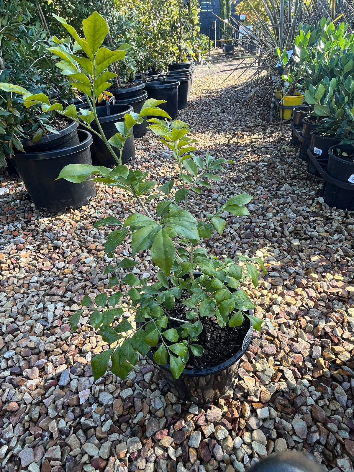PL0117 Orange Jessamine, Mock Orange, Chinese Box, Murraya paniculata, 九里香, 20 cm Pot