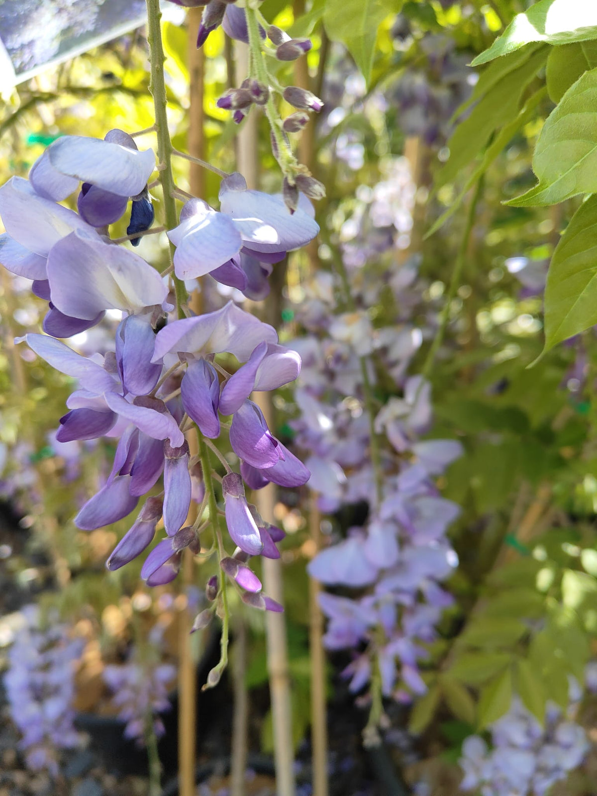 PL0076 Chinese Wisteria, Wisteria sinensis, 紫藤/中国紫藤, 25 cm Pot