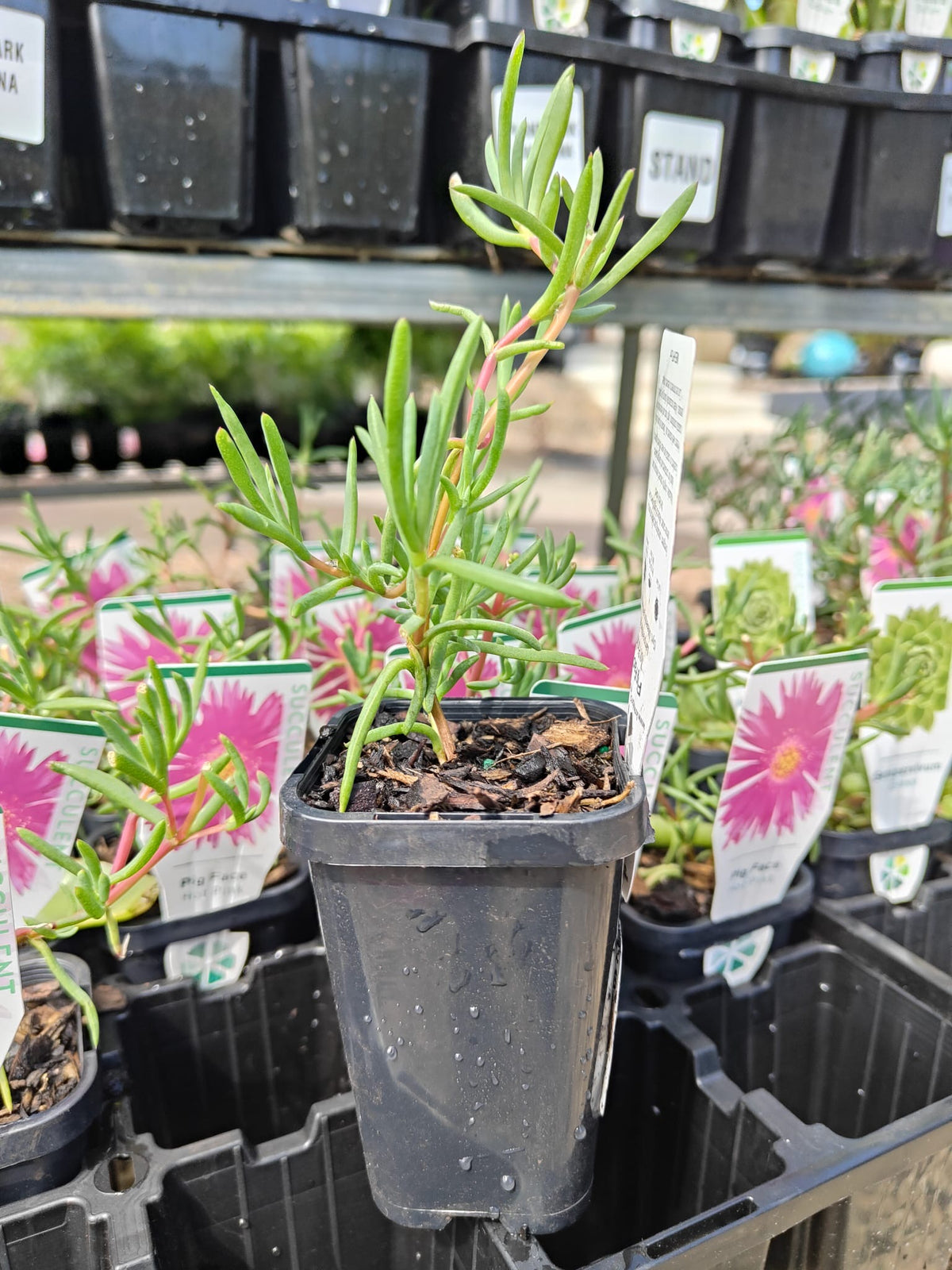 PL0086 Pigface, Succulent, Mesembryanthemum hybrida Hot Pink, 艳粉色松叶菊, 7 cm Pot