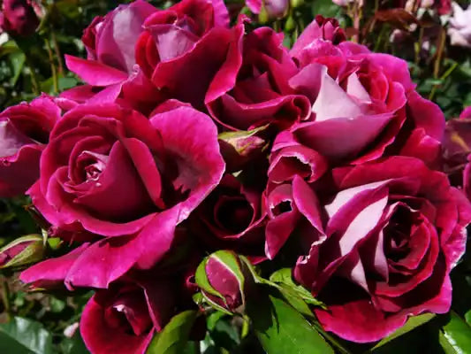MR003 Bush Roses Burgundy Iceberg (PBR)