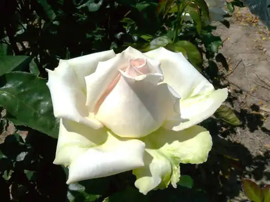 MR006 Bush Roses Fresh Cream