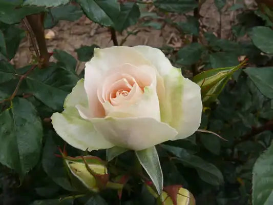 MR009 Bush Roses Jenny's Rose (PBR)