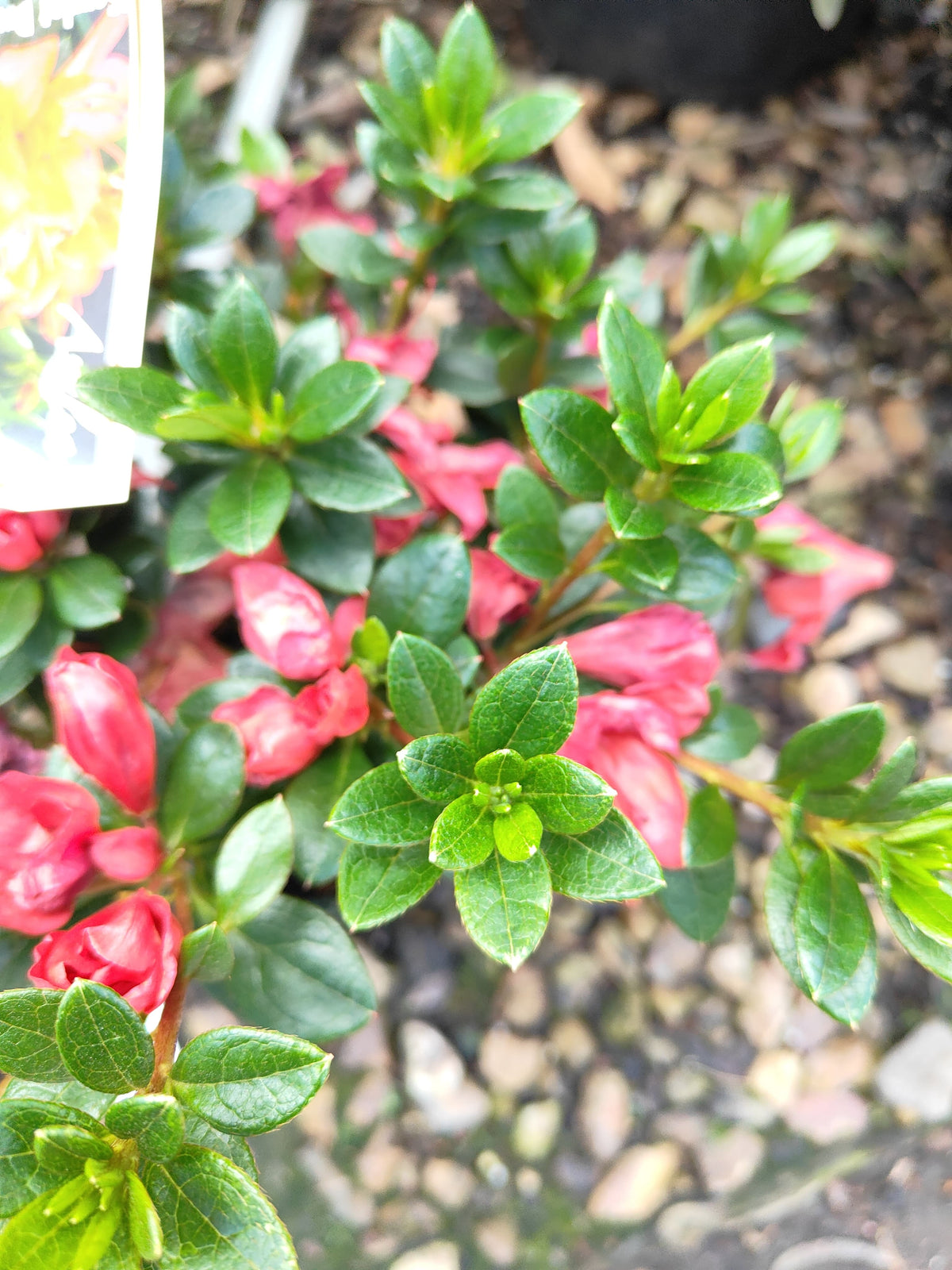 PL0075 Azalea, Azalea hybrida Scarlet Dragon, 杜鹃花, 12 cm Pot
