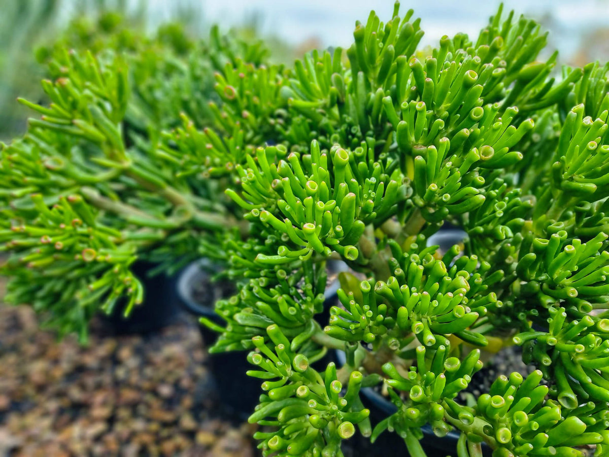 PL0070 Jade Plant, Jade Tree, Succulent, Crassula ovata Gollum, 玉树、燕子掌、多肉植物, 7 cm Pot