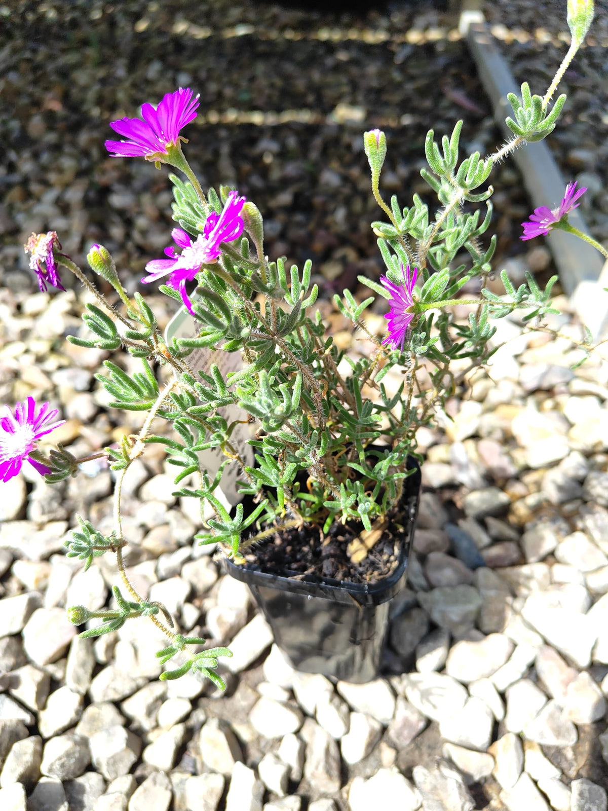 PL0085 Karkalla, Native Pigface, Carpobrotus rossii, 澳洲海滨番杏, 7 cm Pot