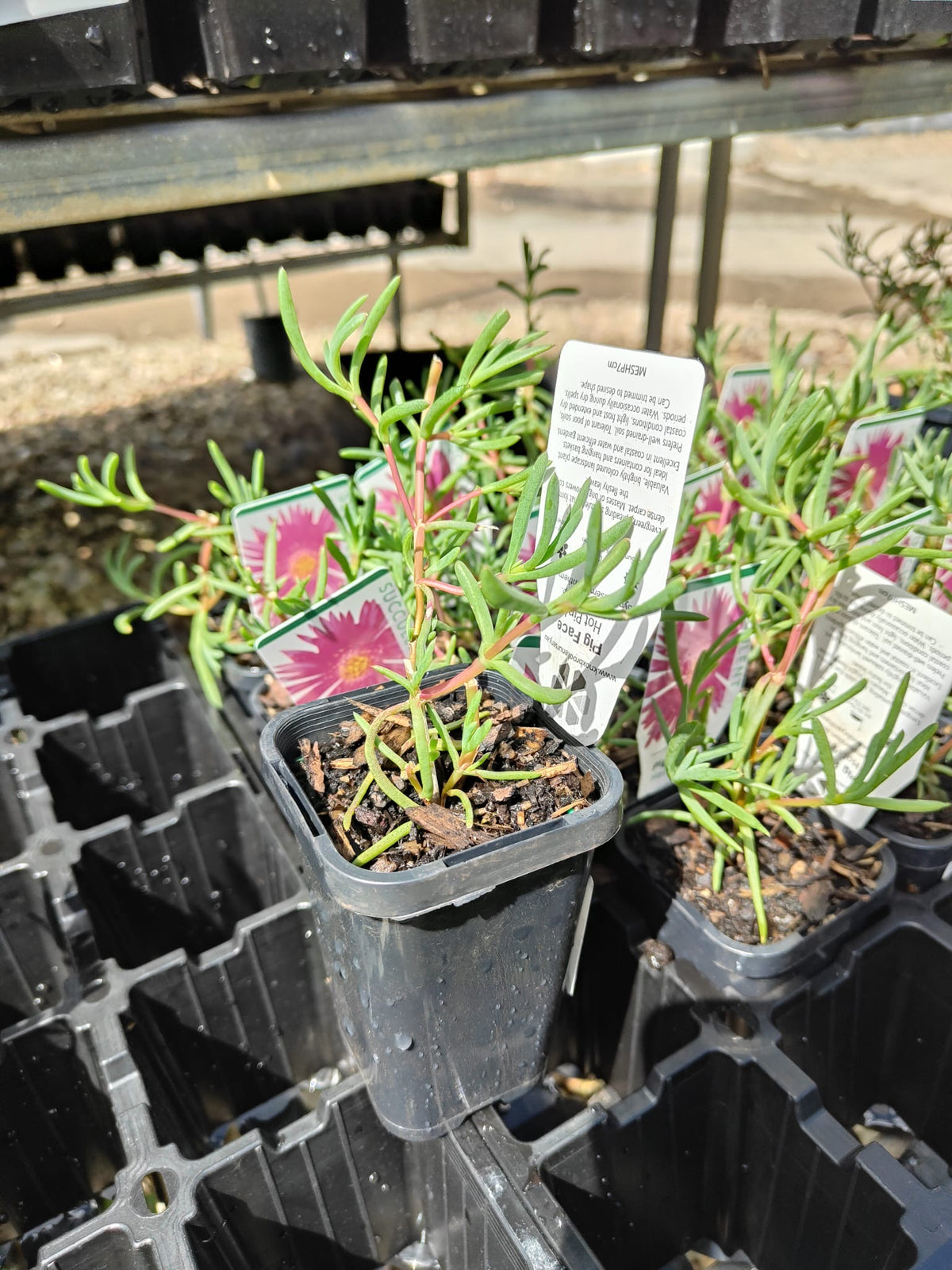 PL0086 Pigface, Succulent, Mesembryanthemum hybrida Hot Pink, 艳粉色松叶菊, 7 cm Pot