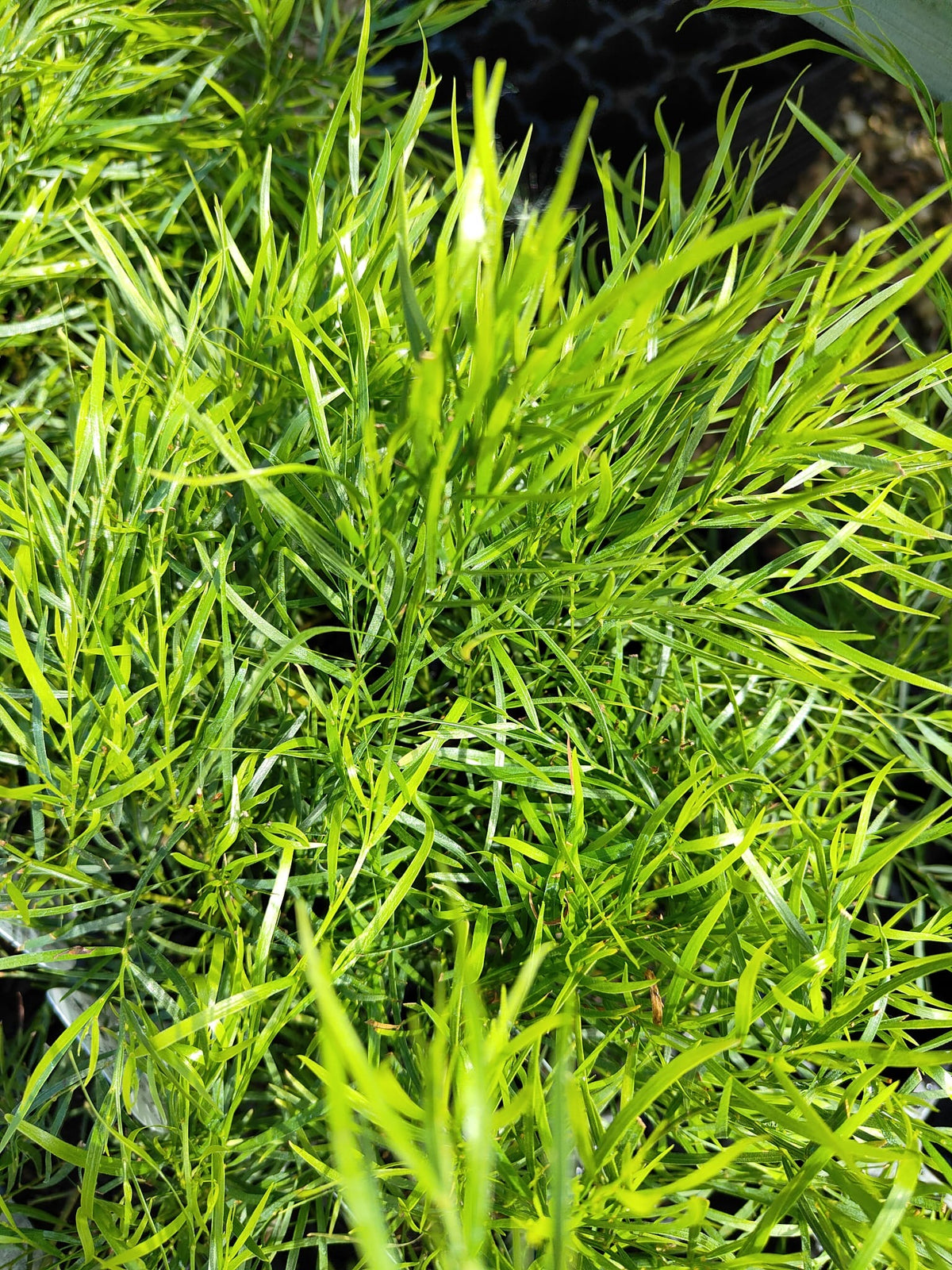 PL0084 Dwarf Bower Wattle, Dwarf River Wattle, Acacia cognata Mini Cog, 迷你相思树, 7 cm Pot