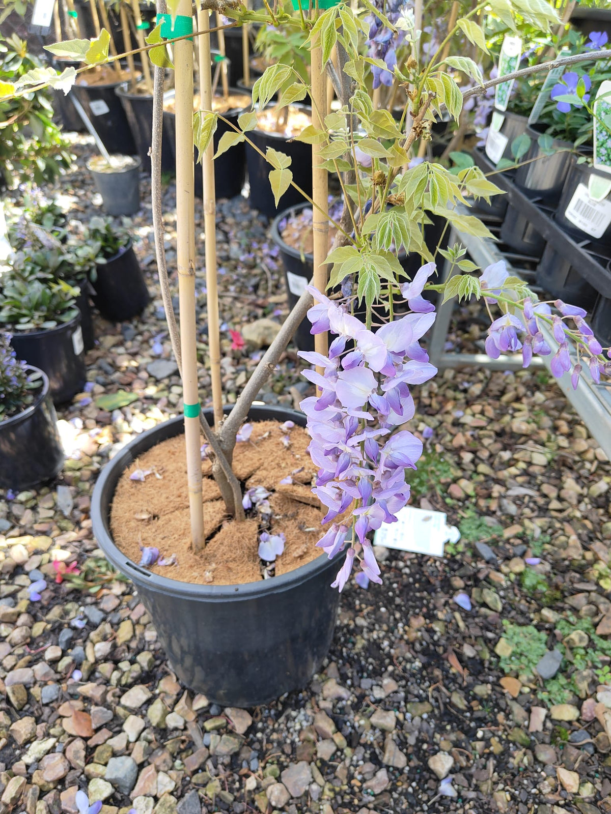 PL0076 Chinese Wisteria, Wisteria sinensis, 紫藤／中国紫藤, 25 cm Pot
