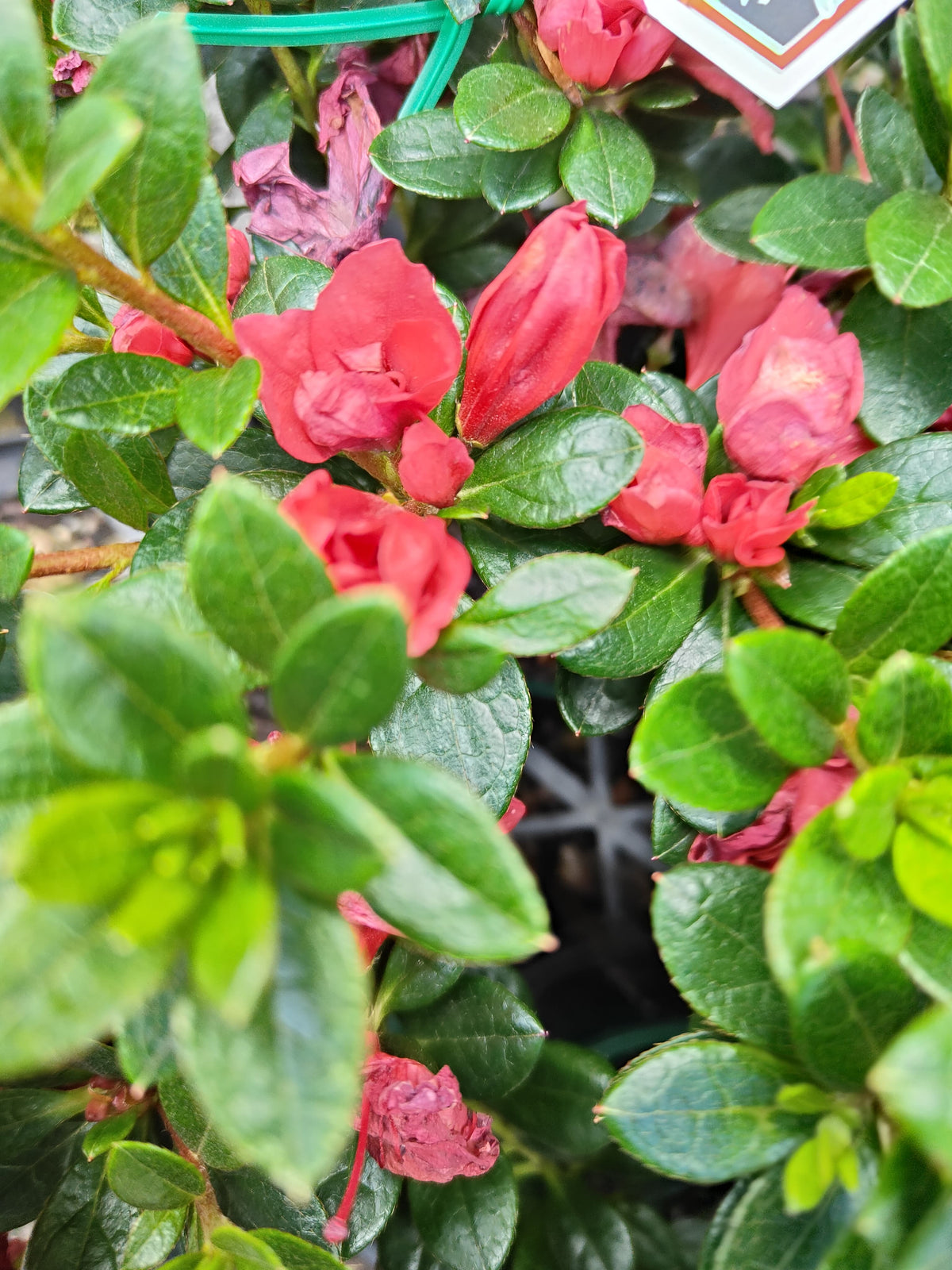 PL0075 Azalea, Azalea hybrida Scarlet Dragon, 杜鹃花, 12 cm Pot