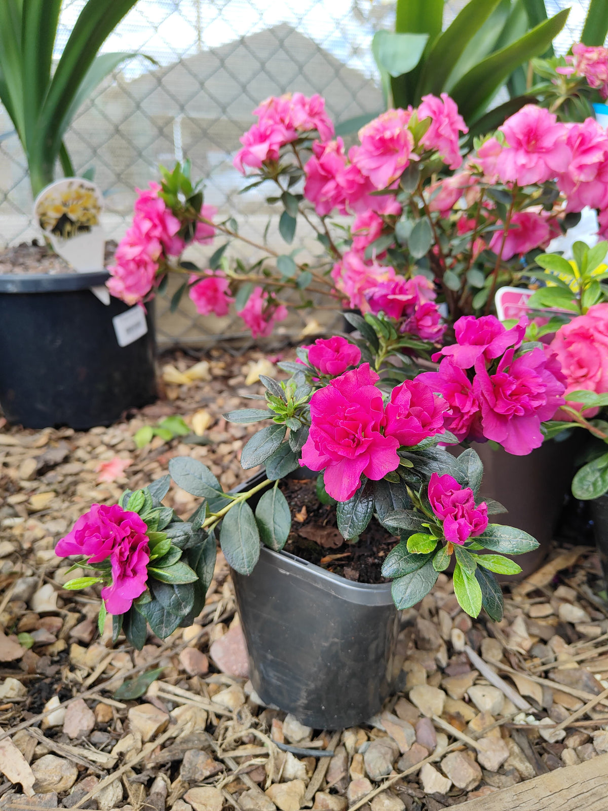 PL0075 Azalea, Azalea hybrida Scarlet Dragon, 杜鹃花, 12 cm Pot