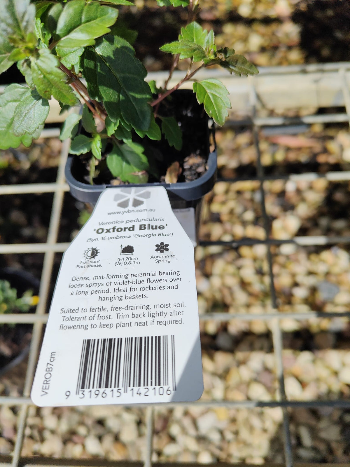 PL0090 Creeping Speedwell, Veronica umbrosa Oxford Blue, 匍匐婆婆纳, 7 cm Pot