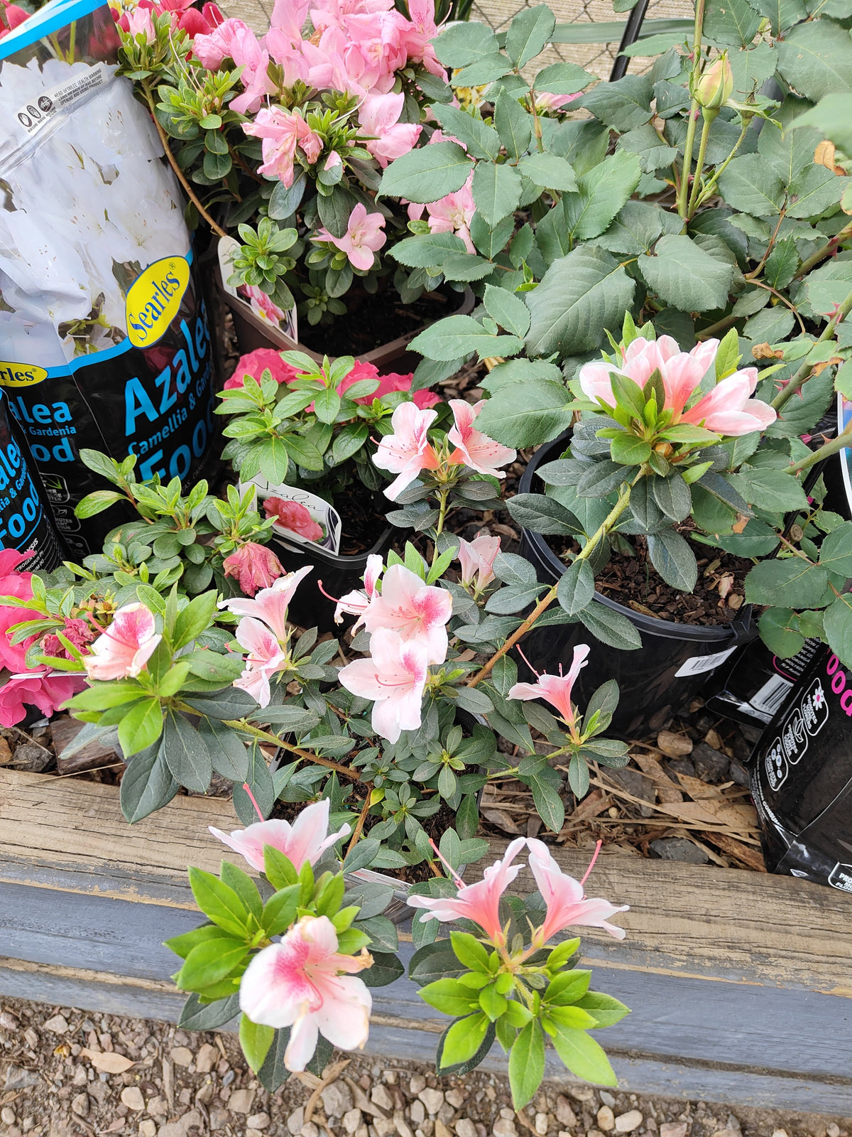 PL0075 Azalea, Azalea hybrida Scarlet Dragon, 杜鹃花, 12 cm Pot