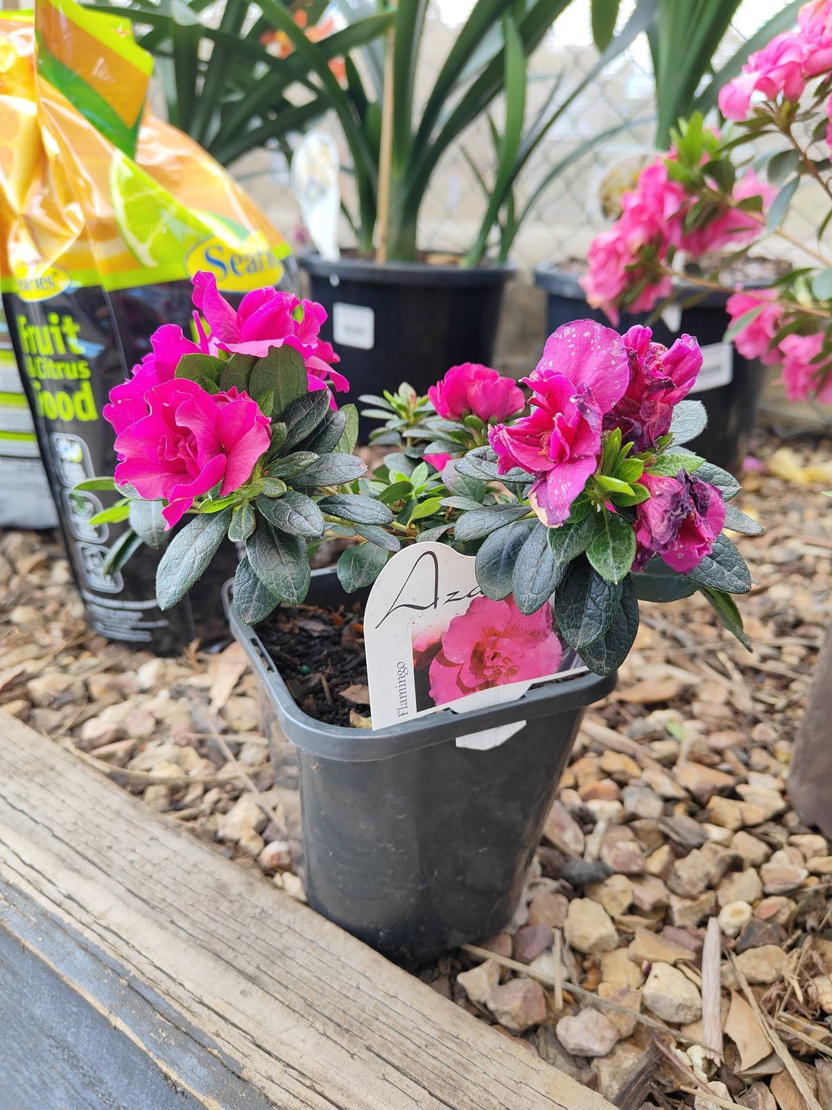 PL0075 Azalea, Azalea hybrida Scarlet Dragon, 杜鹃花, 12 cm Pot