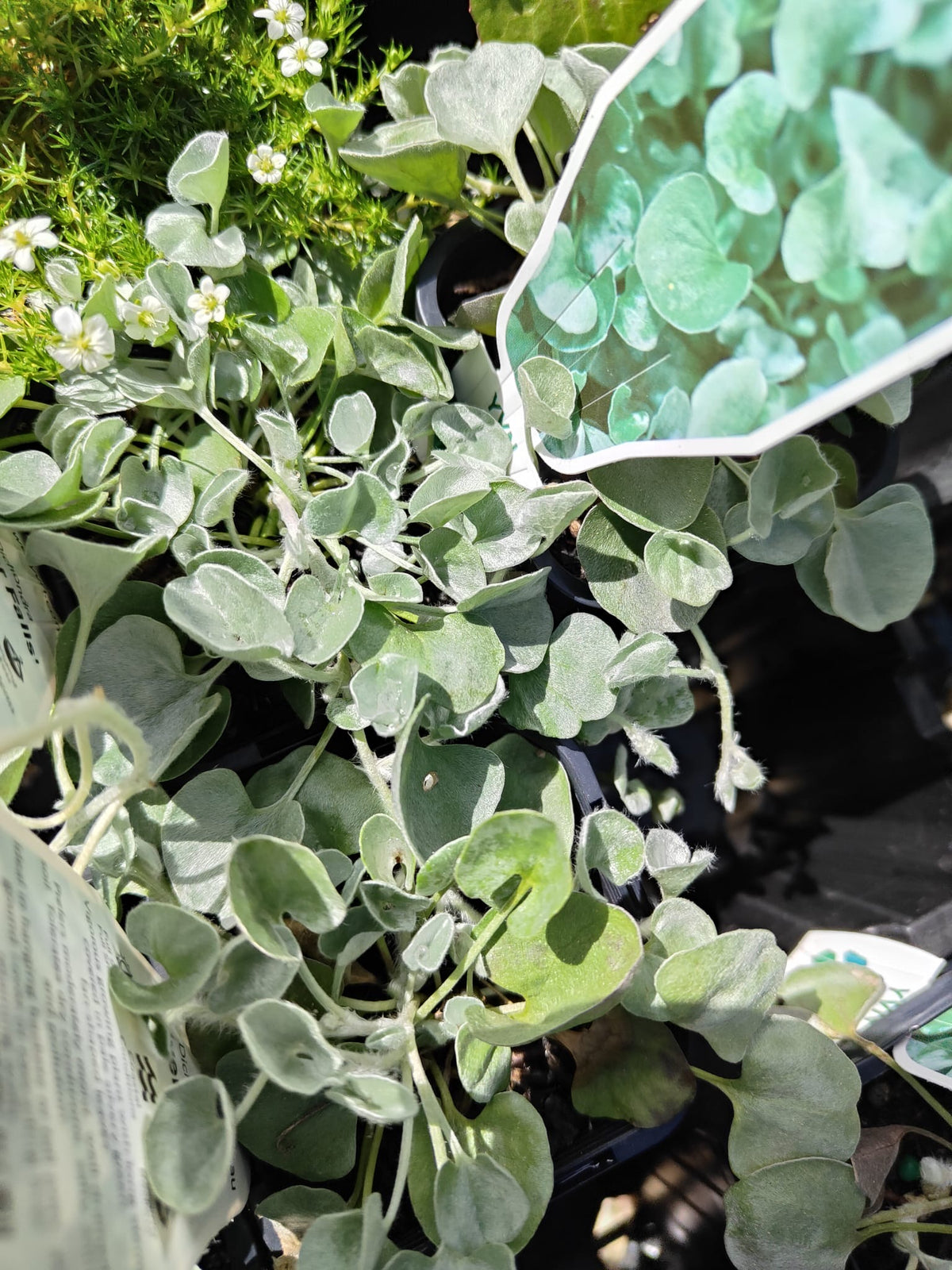 PL0092 Dichondra, Silver Falls, Dichondra argentea Silver Falls 银瀑木 银叶马蹄金, 7 cm pot