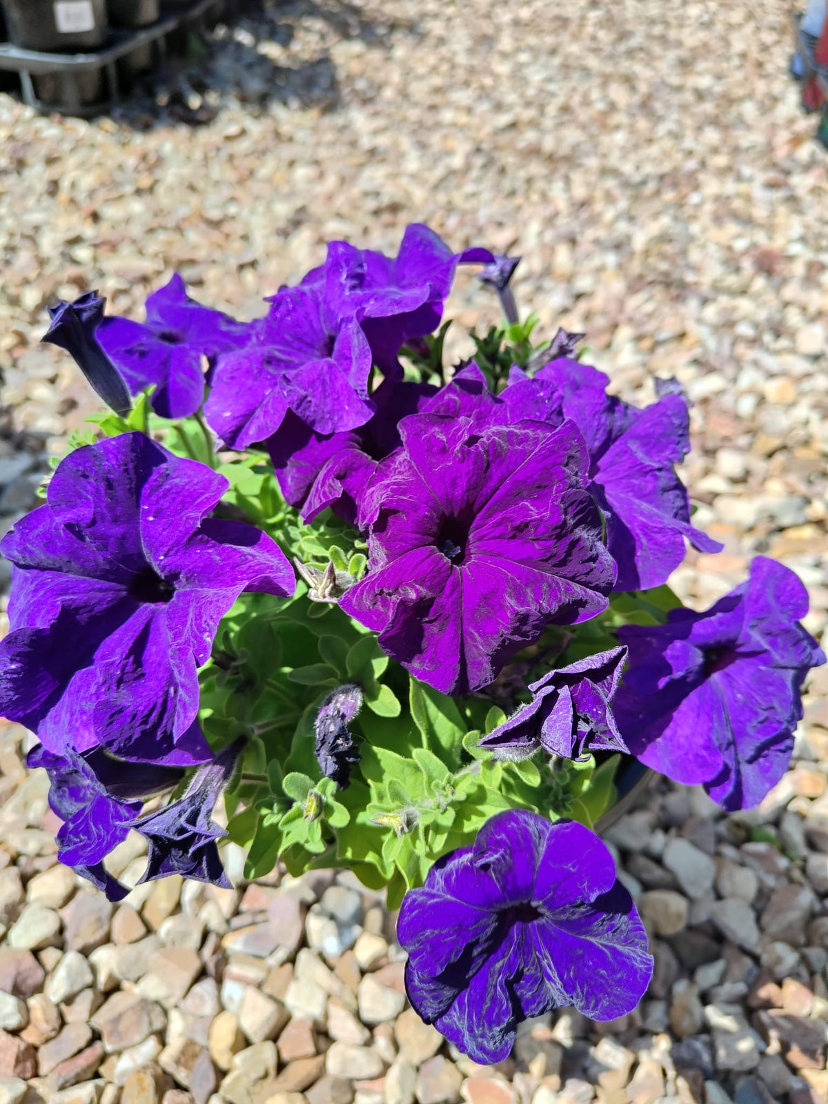 PL0082 Common Petunia, Petunia hybrida, 矮牵牛, 20 cm Pot