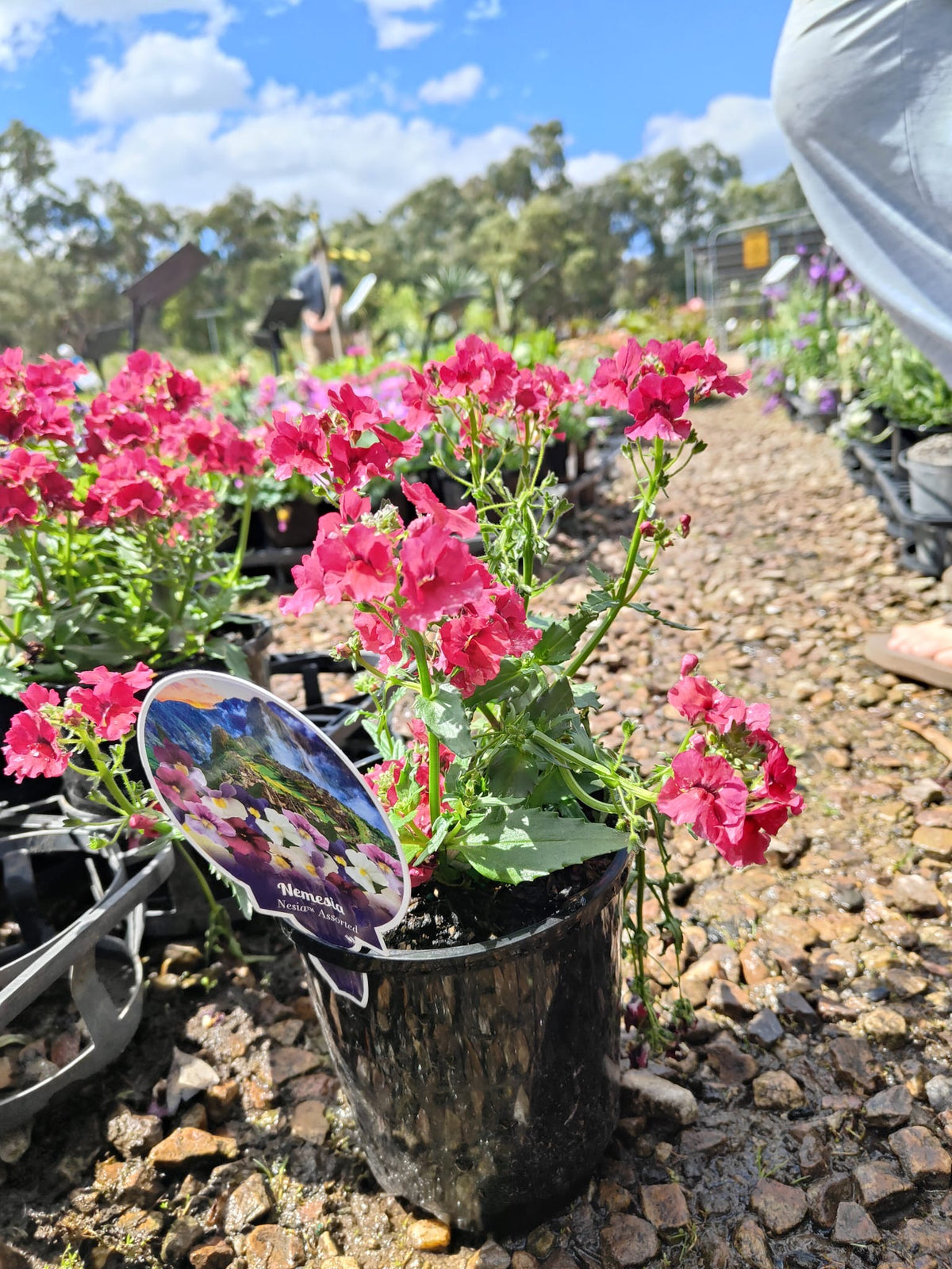 PL0081 Mauve Nemesia, Nemesia fruticans Nesia, 龙面花, 14 cm Pot
