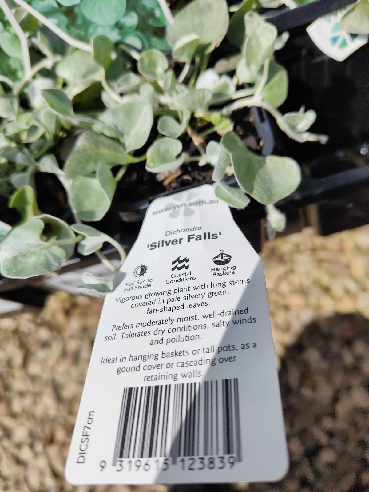 PL0092 Dichondra, Silver Falls, Dichondra argentea Silver Falls 银瀑木 银叶马蹄金, 7 cm pot
