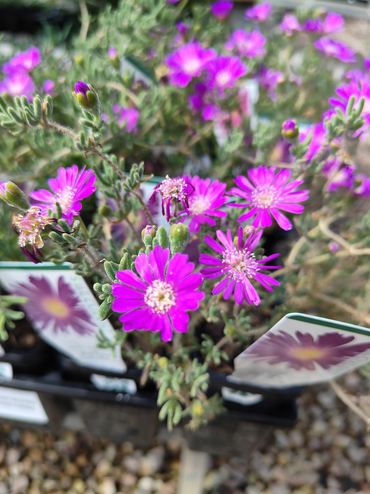 PL0085 Karkalla, Native Pigface, Carpobrotus rossii, 澳洲海滨番杏, 7 cm Pot
