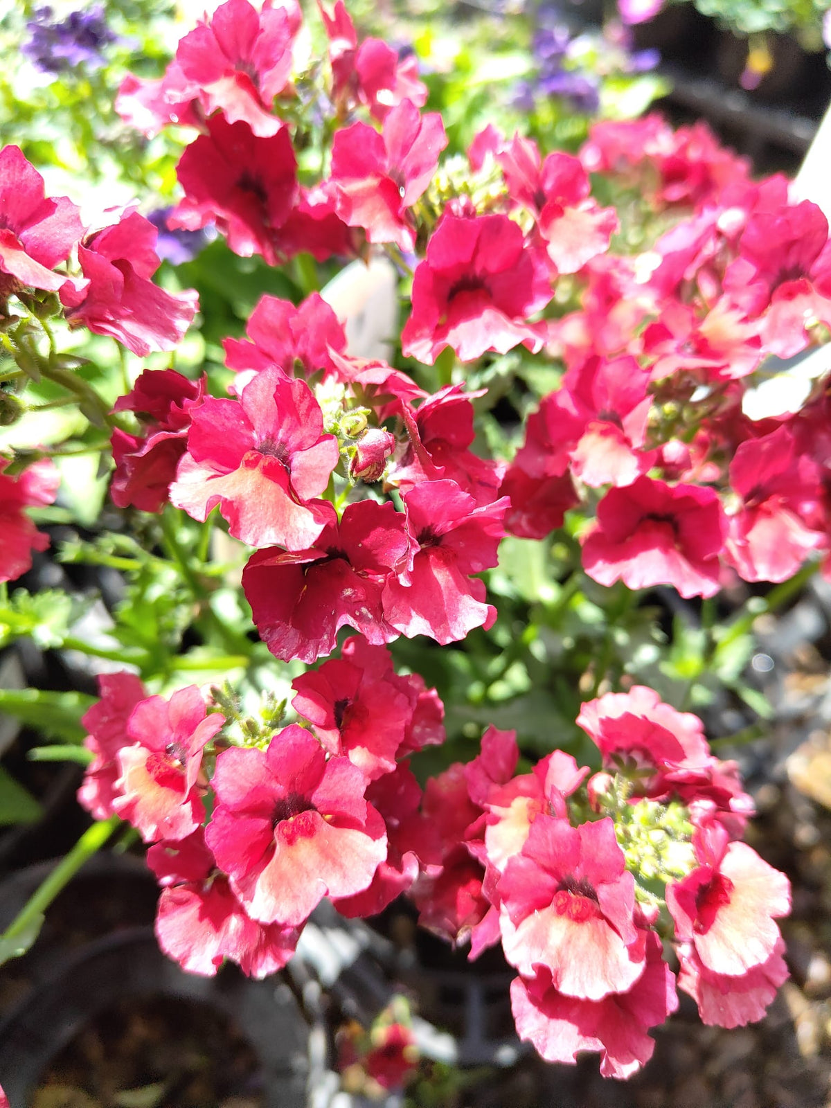 PL0081 Mauve Nemesia, Nemesia fruticans Nesia, 龙面花, 14 cm Pot