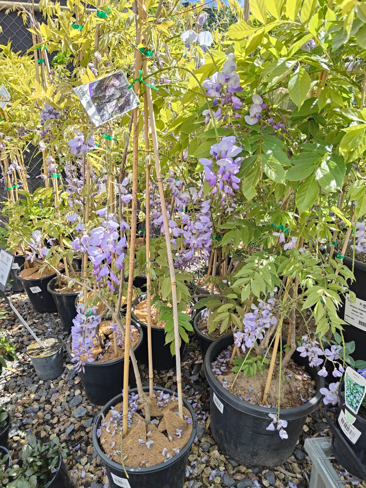 PL0076 Chinese Wisteria, Wisteria sinensis, 紫藤／中国紫藤, 25 cm Pot