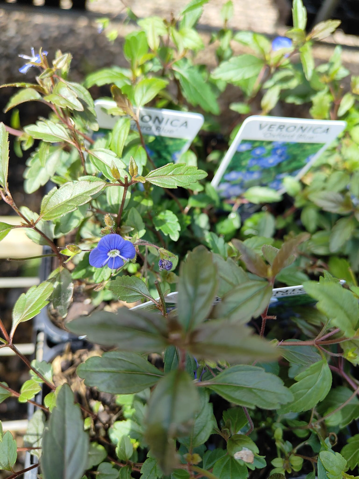 PL0090 Creeping Speedwell, Veronica umbrosa Oxford Blue, 匍匐婆婆纳, 7 cm Pot