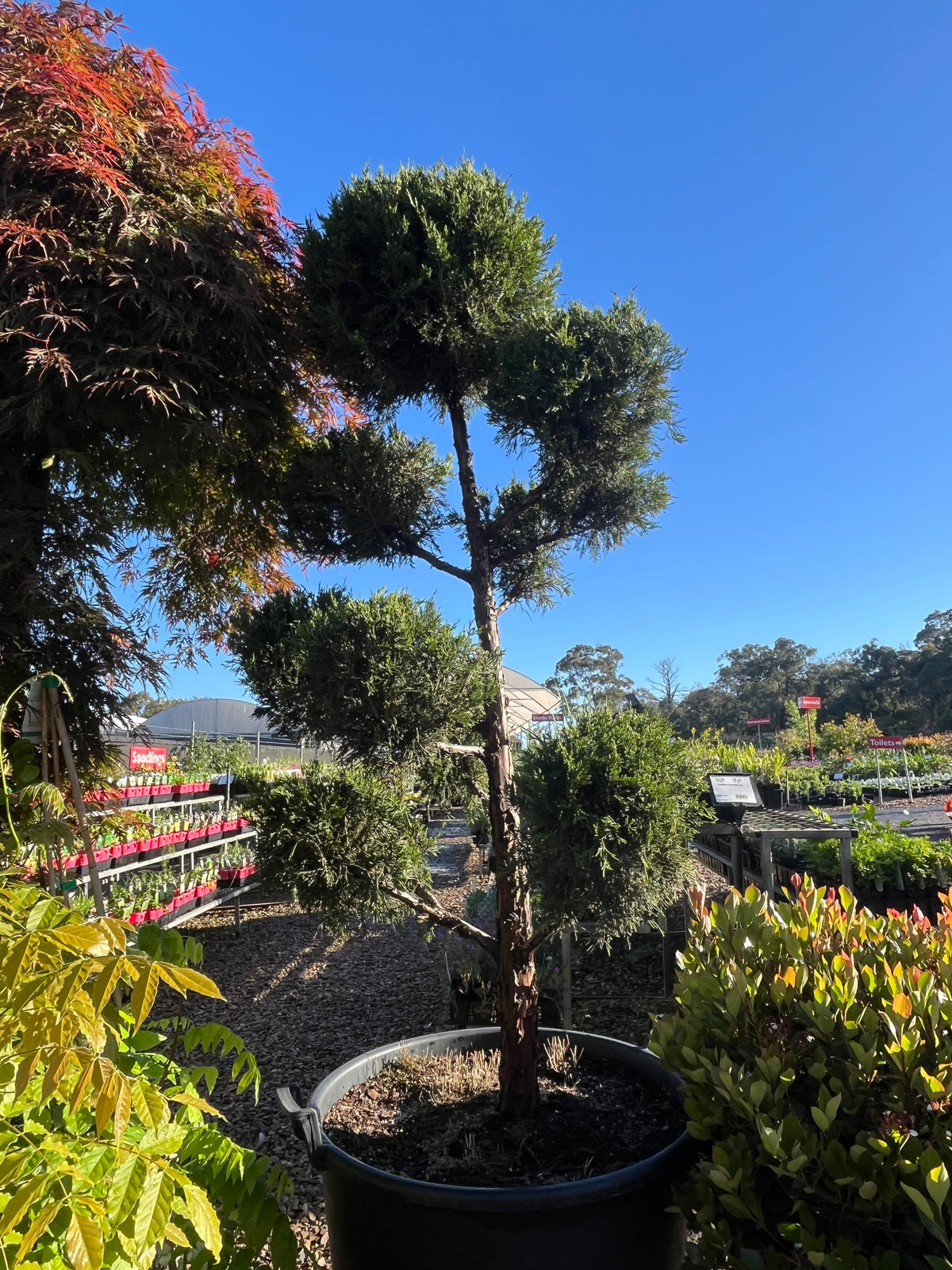 PL0094 Chinese Juniper, Conifer, Juniperus chinensis Keteleeri, 桧柏, 100L Pot