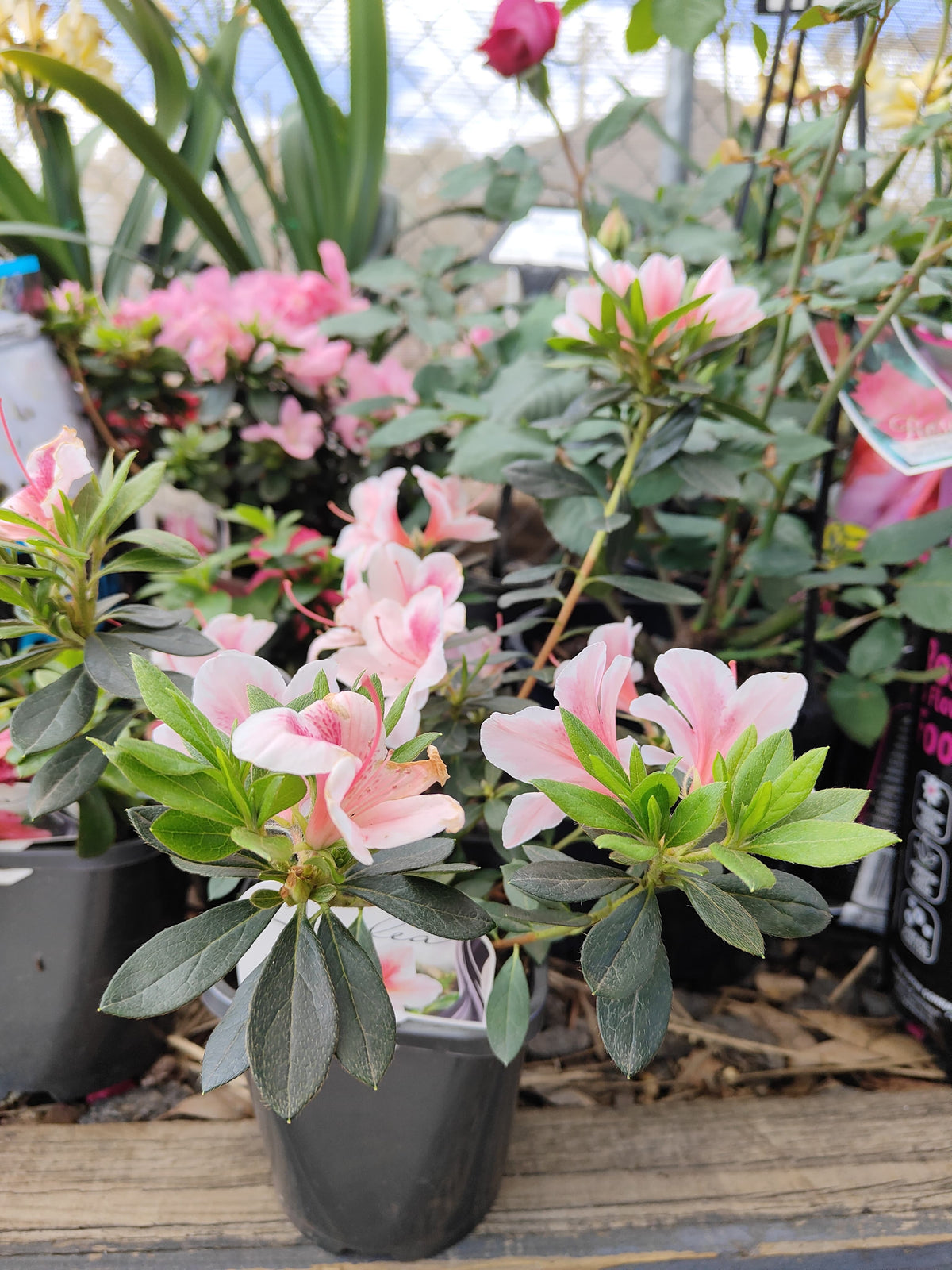 PL0075 Azalea, Azalea hybrida Scarlet Dragon, 杜鹃花, 12 cm Pot