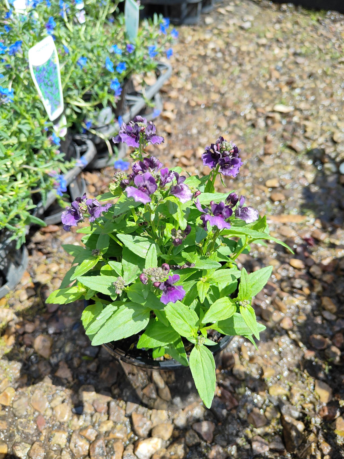 PL0081 Mauve Nemesia, Nemesia fruticans Nesia, 龙面花, 14 cm Pot