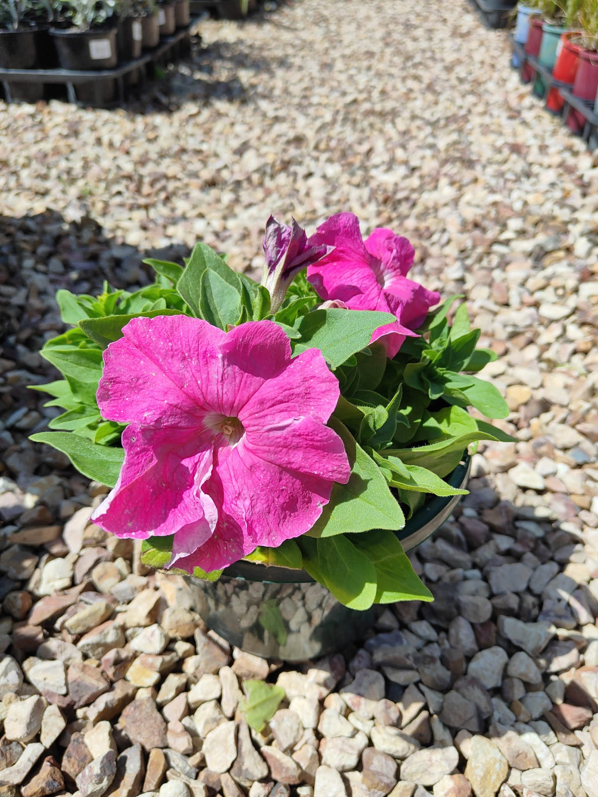 PL0082 Common Petunia, Petunia hybrida, 矮牵牛, 20 cm Pot