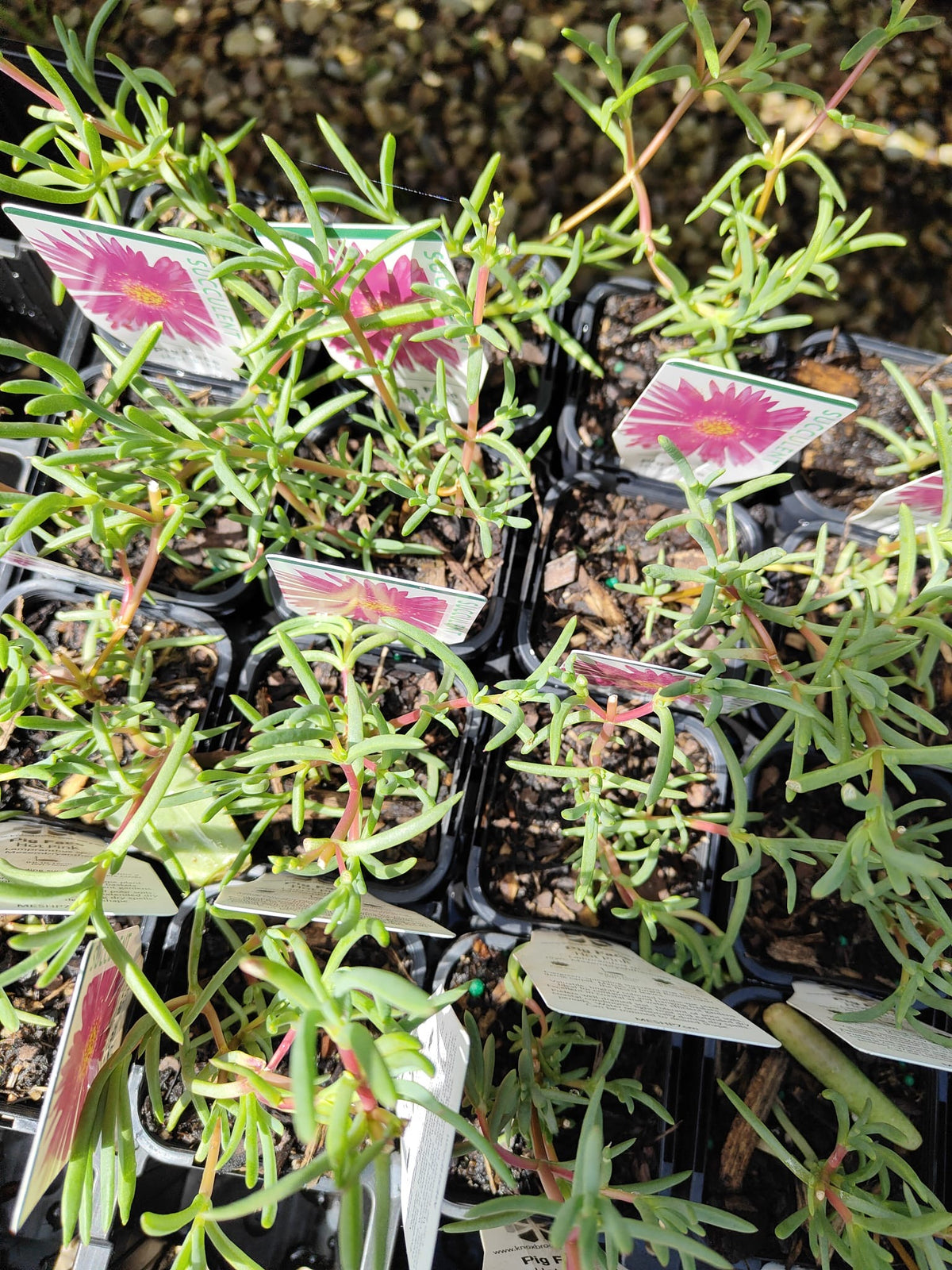 PL0086 Pigface, Succulent, Mesembryanthemum hybrida Hot Pink, 艳粉色松叶菊, 7 cm Pot