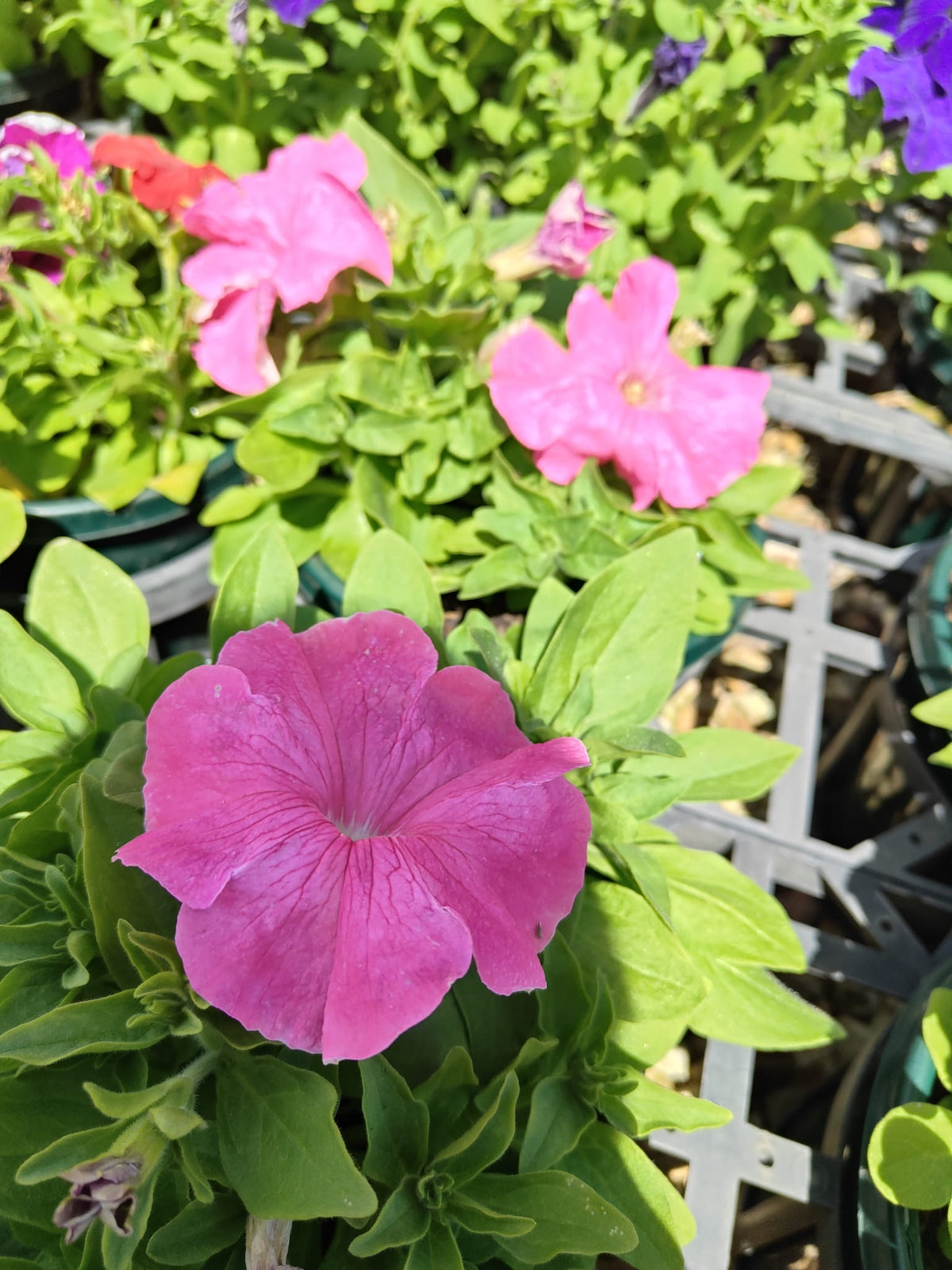 PL0082 Common Petunia, Petunia hybrida, 矮牵牛, 20 cm Pot