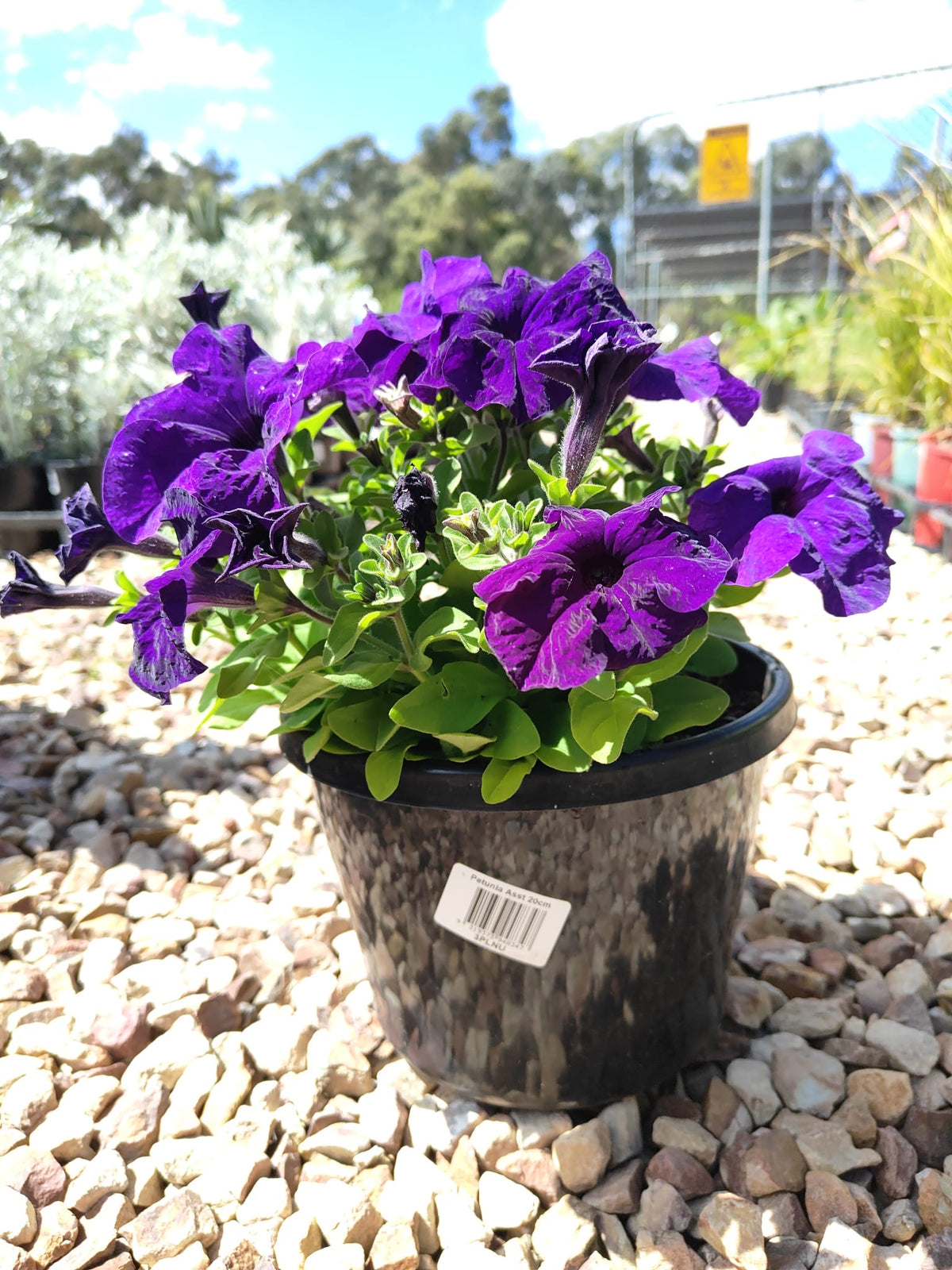 PL0082 Common Petunia, Petunia hybrida, 矮牵牛, 20 cm Pot