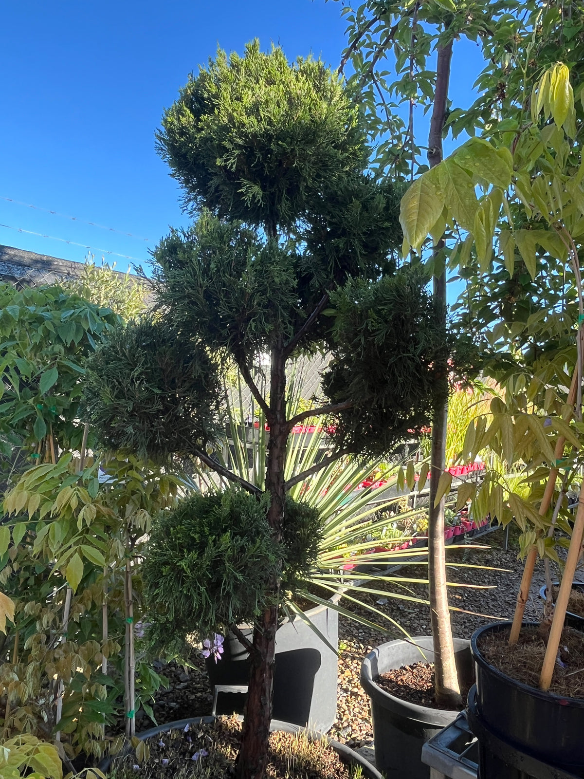 PL0094 Chinese Juniper, Conifer, Juniperus chinensis Keteleeri, 桧柏, 100L Pot