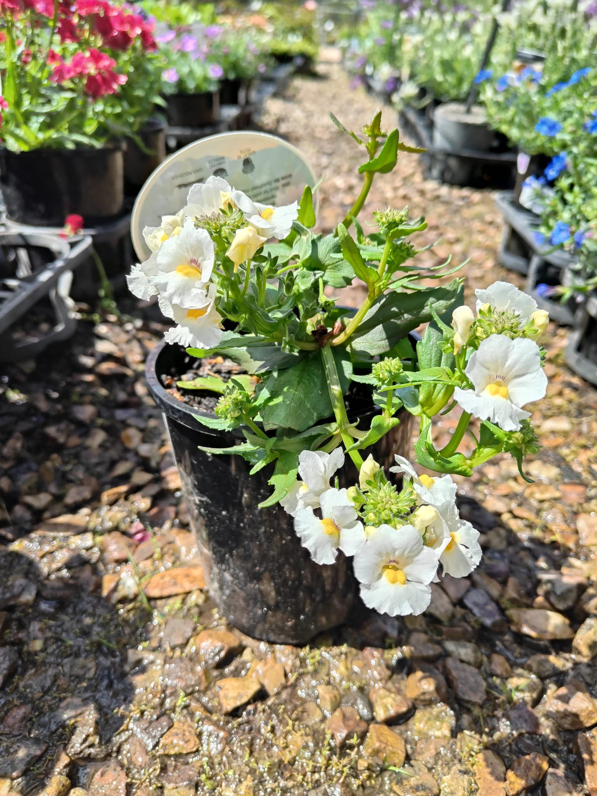 PL0082 Common Petunia, Petunia hybrida, 矮牵牛, 20 cm Pot