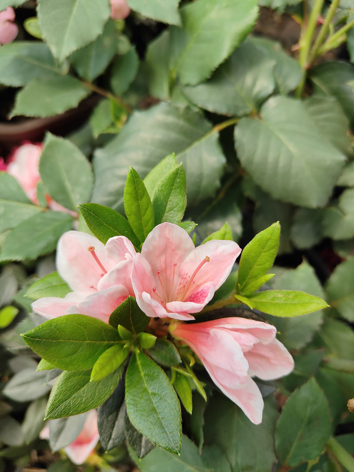 PL0075 Azalea, Azalea hybrida Scarlet Dragon, 杜鹃花, 12 cm Pot