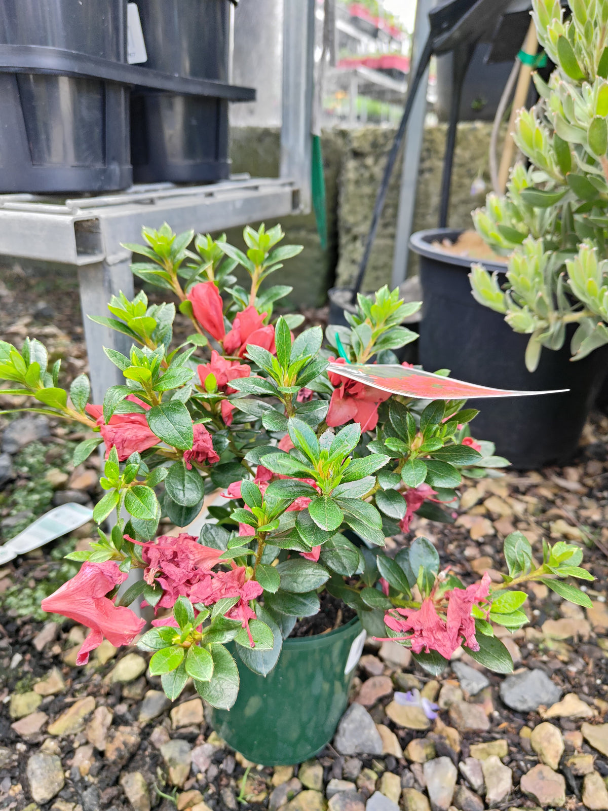 PL0075 Azalea, Azalea hybrida Scarlet Dragon, 杜鹃花, 12 cm Pot