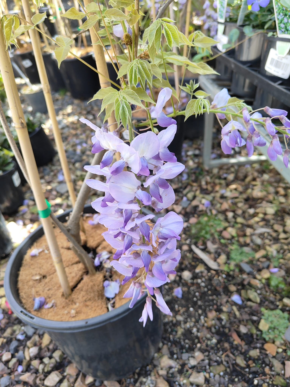 PL0076 Chinese Wisteria, Wisteria sinensis, 紫藤／中国紫藤, 25 cm Pot