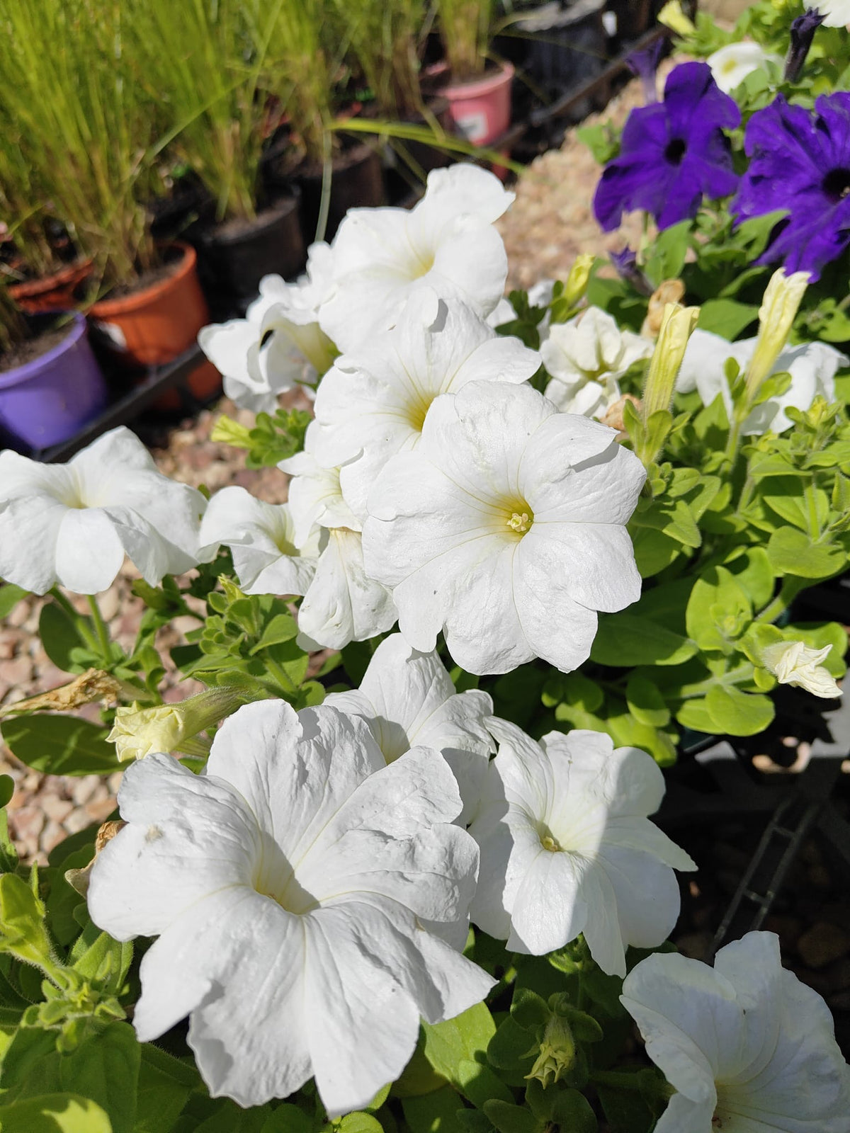 PL0082 Common Petunia, Petunia hybrida, 矮牵牛, 20 cm Pot