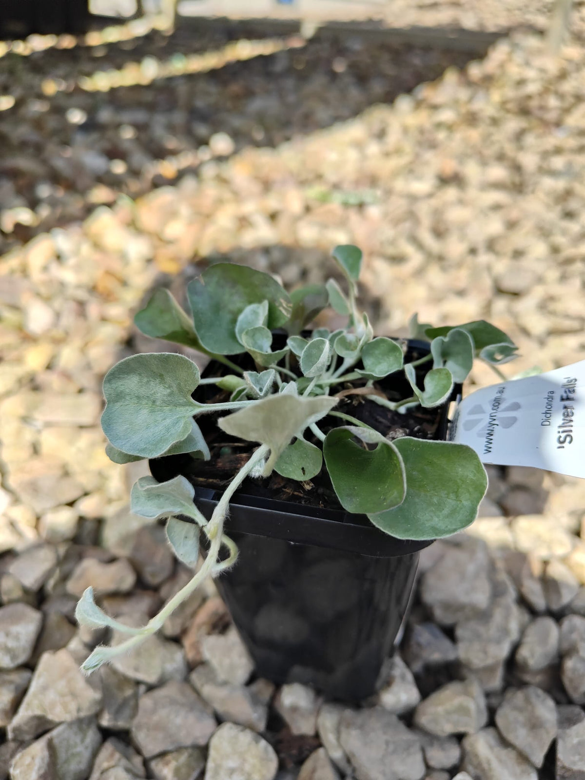 PL0092 Dichondra, Silver Falls, Dichondra argentea Silver Falls 银瀑木 银叶马蹄金, 7 cm pot