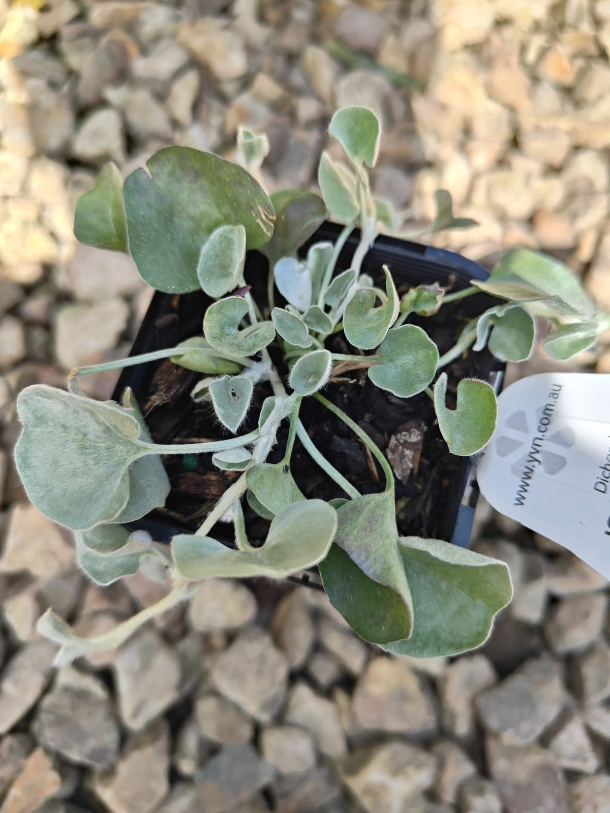 PL0092 Dichondra, Silver Falls, Dichondra argentea Silver Falls 银瀑木 银叶马蹄金, 7 cm pot