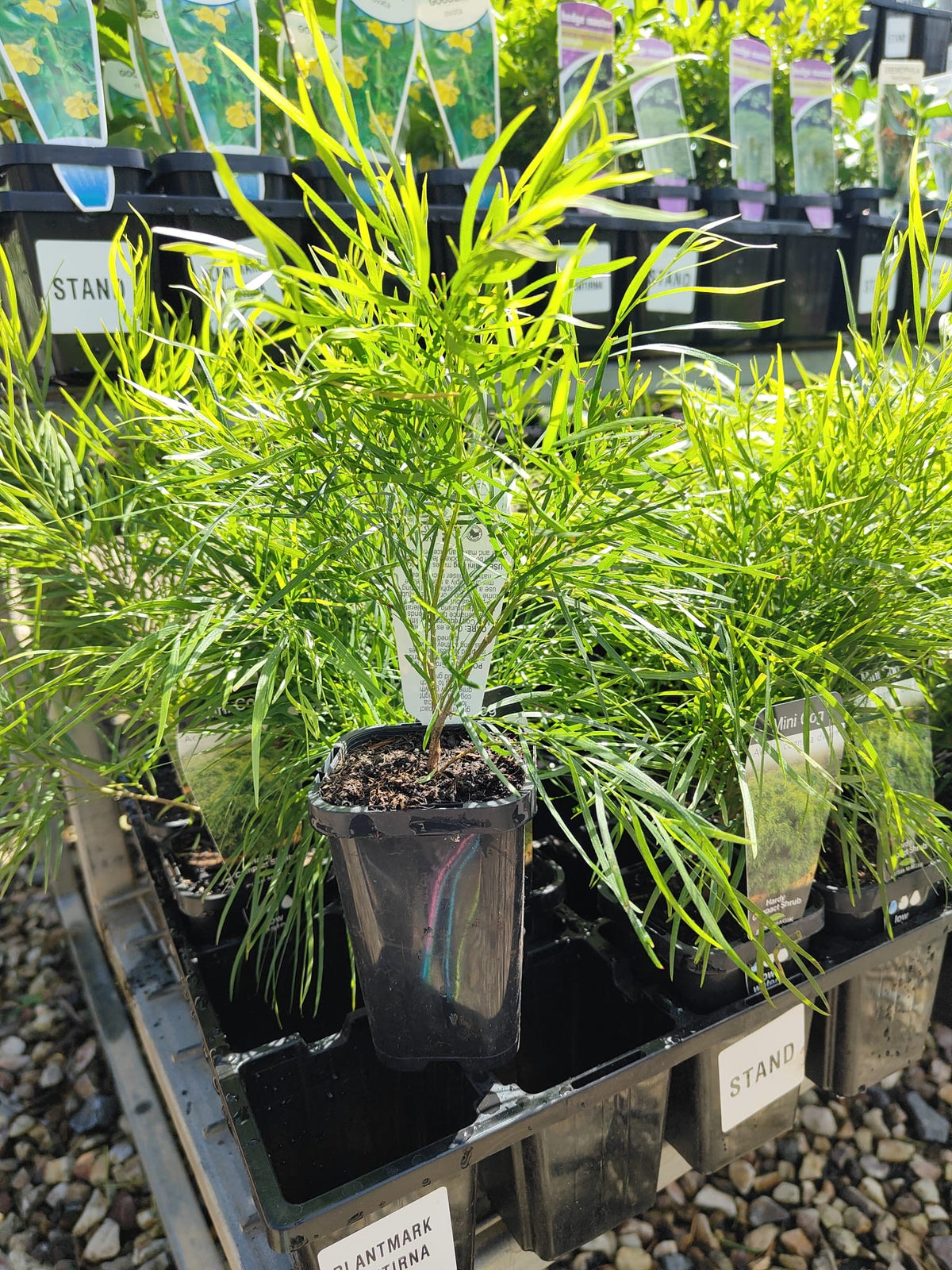 PL0084 Dwarf Bower Wattle, Dwarf River Wattle, Acacia cognata Mini Cog, 迷你相思树, 7 cm Pot