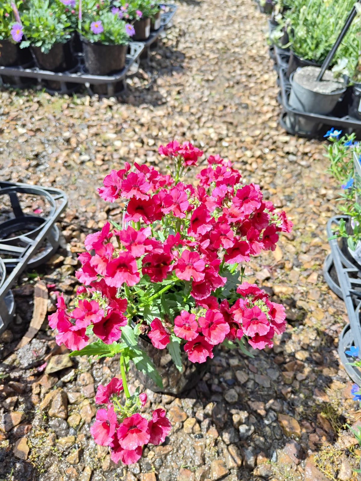 PL0081 Mauve Nemesia, Nemesia fruticans Nesia, 龙面花, 14 cm Pot
