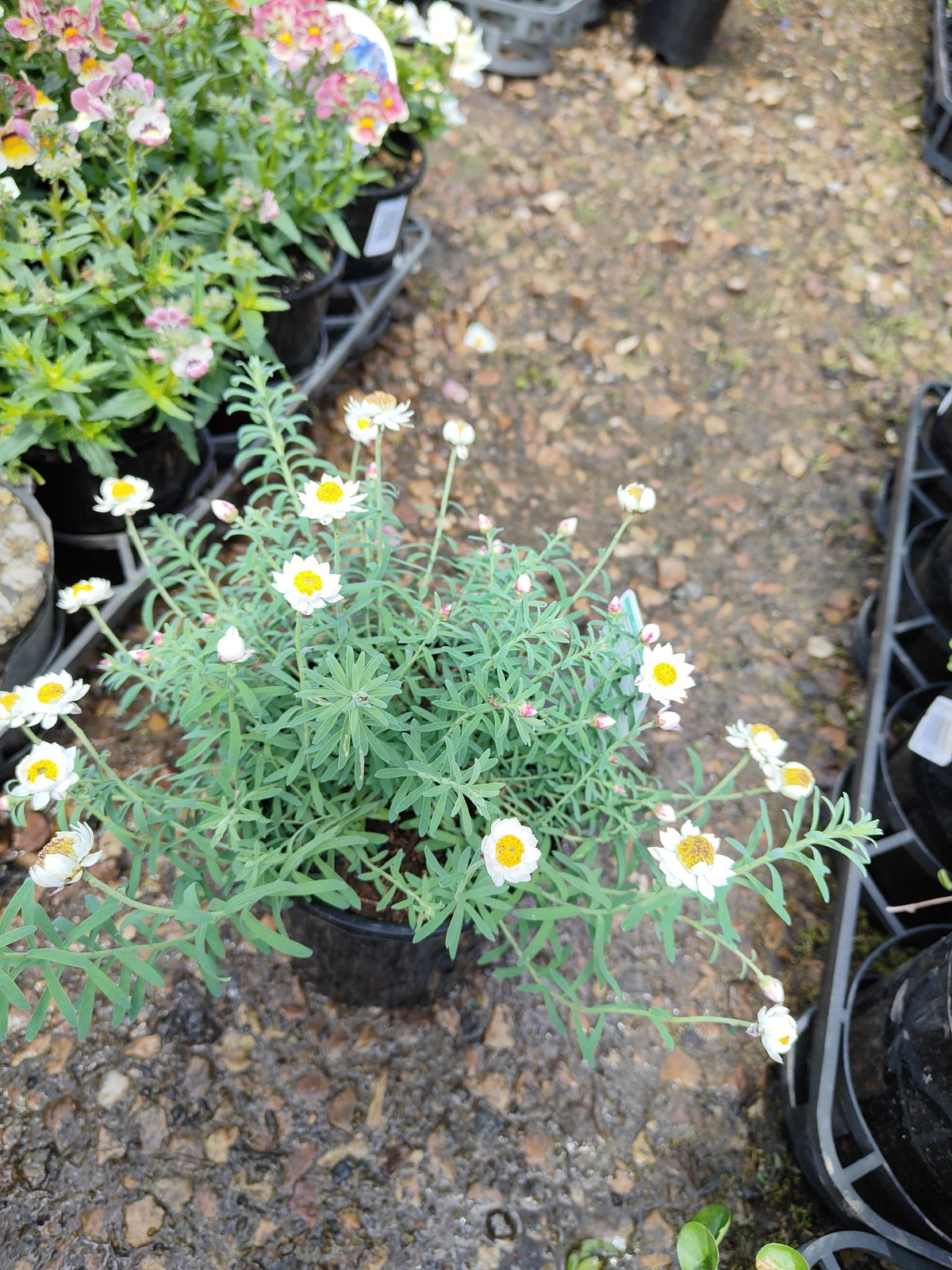 PL0080 Paper Daisy, Chamomile Sunray, Rhodanthe anthemoides, 纸雏菊, 14 cm Pot