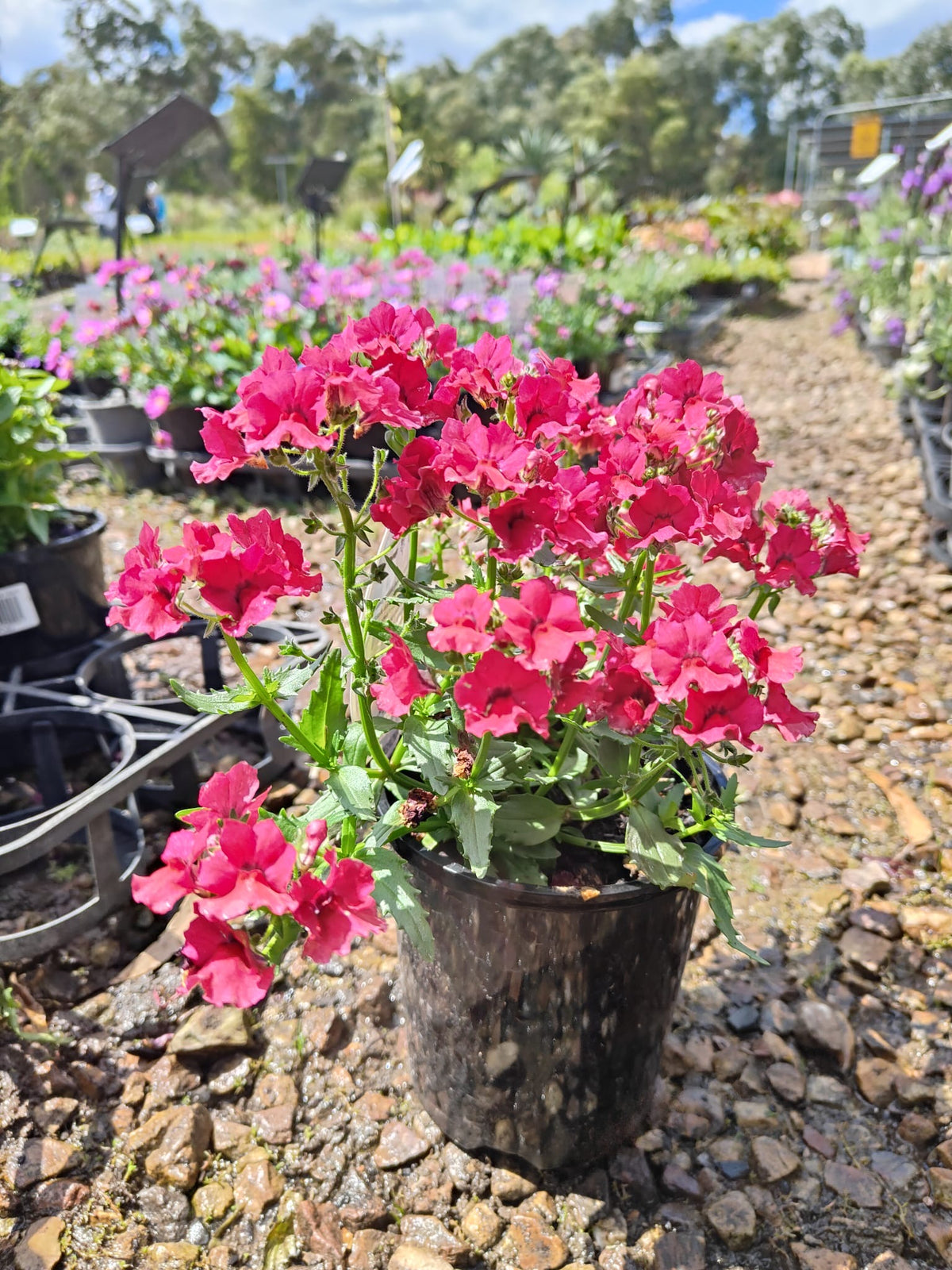 PL0081 Mauve Nemesia, Nemesia fruticans Nesia, 龙面花, 14 cm Pot