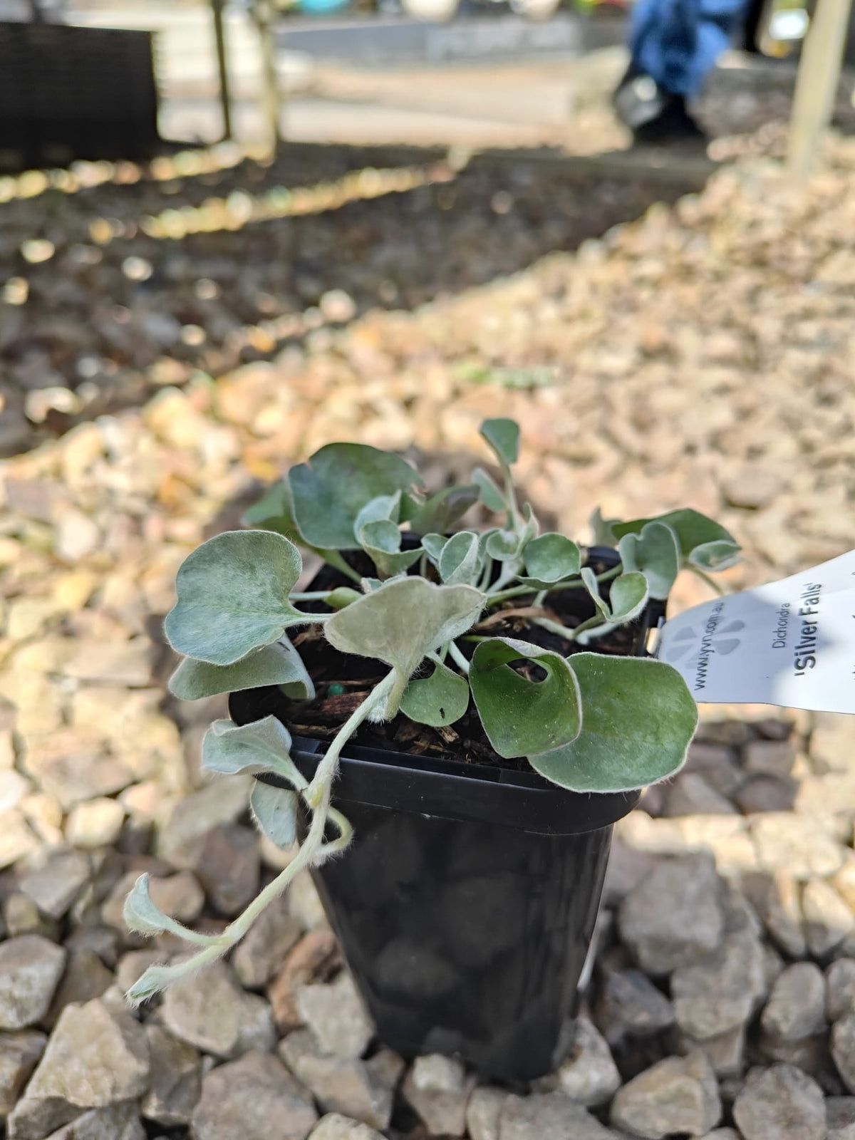 PL0092 Dichondra, Silver Falls, Dichondra argentea Silver Falls 银瀑木 银叶马蹄金, 7 cm pot