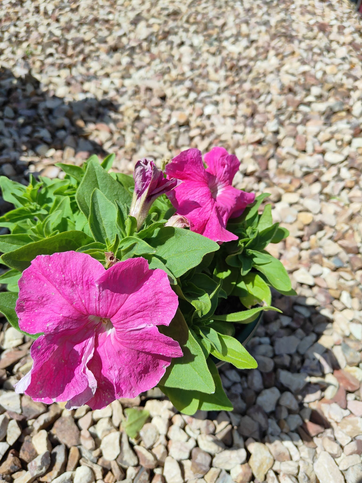 PL0082 Common Petunia, Petunia hybrida, 矮牵牛, 20 cm Pot