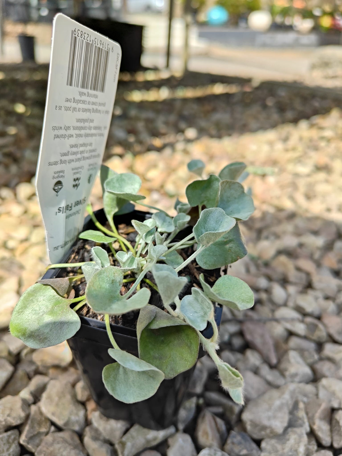 PL0092 Dichondra, Silver Falls, Dichondra argentea Silver Falls 银瀑木 银叶马蹄金, 7 cm pot