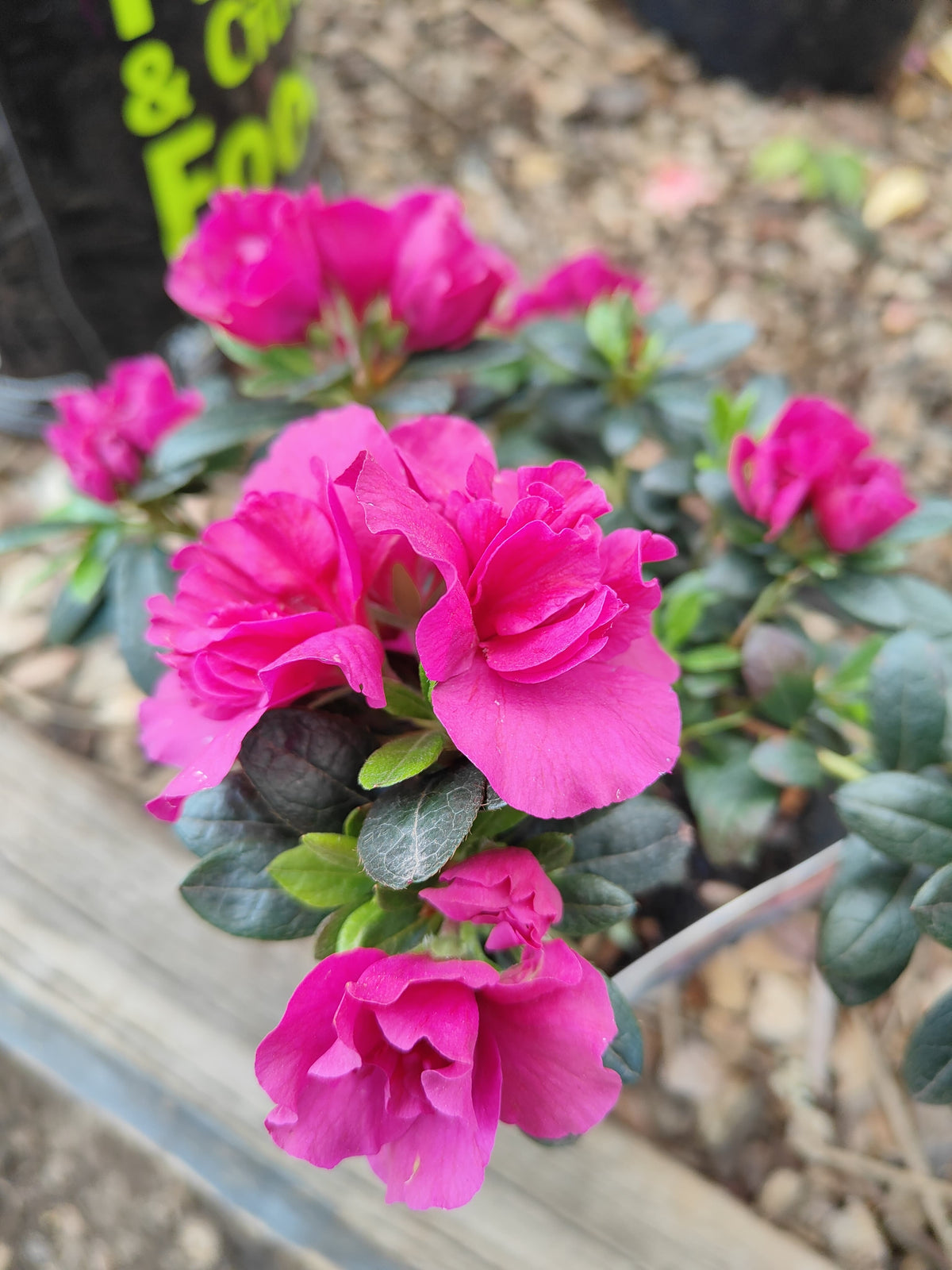 PL0075 Azalea, Azalea hybrida Scarlet Dragon, 杜鹃花, 12 cm Pot