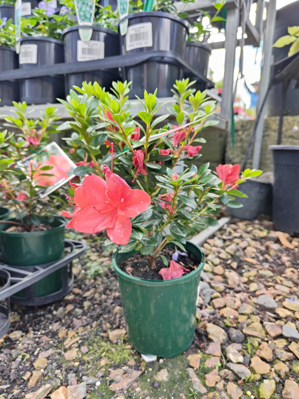 PL0075 Azalea, Azalea hybrida Scarlet Dragon, 杜鹃花, 12 cm Pot